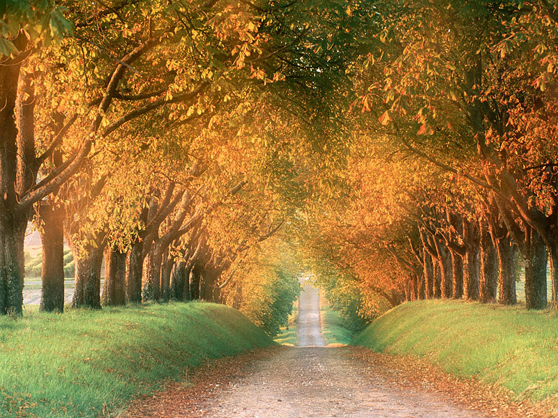 autumn_road,_cognac_region,_france_-_800x600.jpg