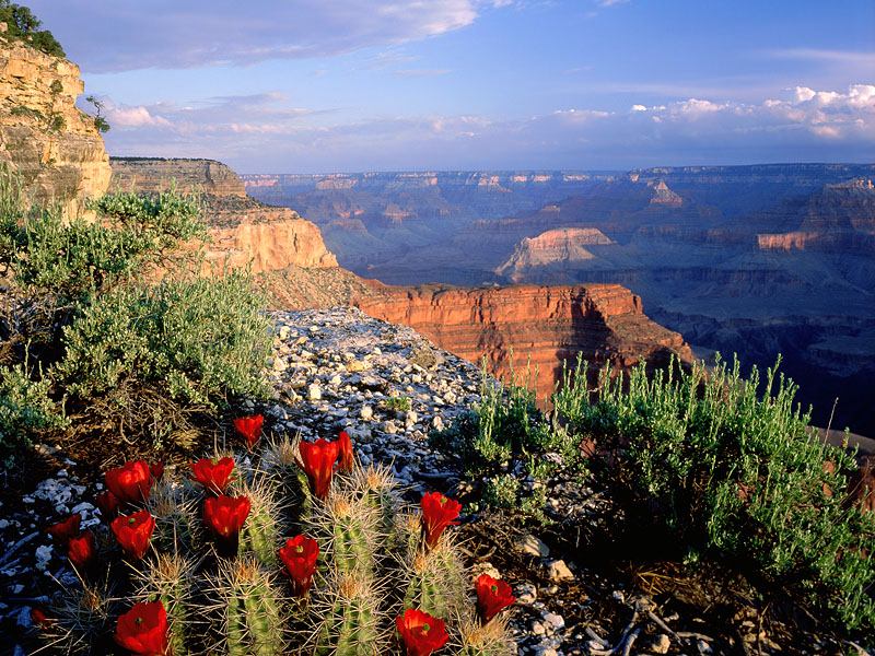 claret_cup_cactus,_grand_canyon_national_park,_arizona_-_800x600.jpg