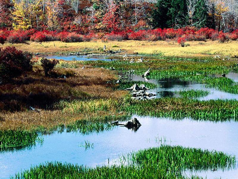 fall_pond,_ricketts_glen_state_park,_pennsylvania_-_800x600.jpg