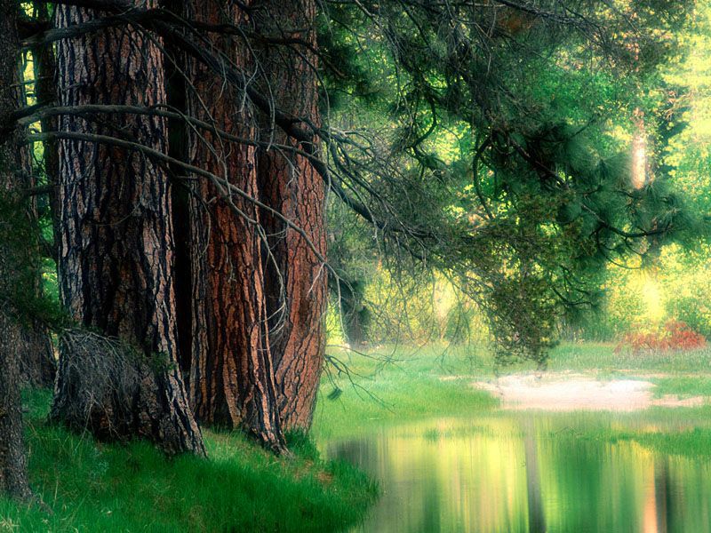 misty_reflections,_yosemite_national_park,_california_-_800x600.jpg