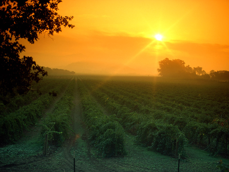 vineyard,_napa_valley,_california_-_800x600.jpg